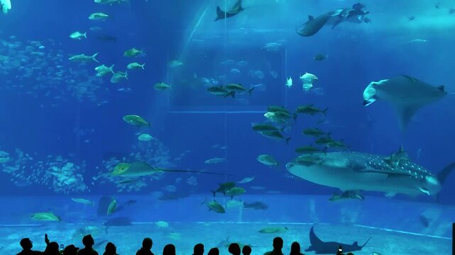 美ら海水族館のジンベイザメ