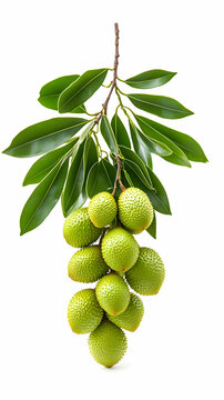 Fresh Green Buah Kundang Fruits on Branch, Studio Shot, White Background, Food, Recipe.