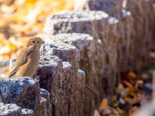 地面にとまるモズ