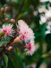 Corymbia flower