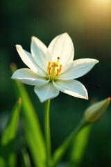 Fototapeta premium A delicate white flower unfurls its petals in a sunlit garden corner, garden, nature