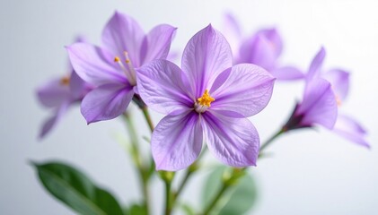 delicate violet bloom isolated on white background, botanical, selective focus, nature
