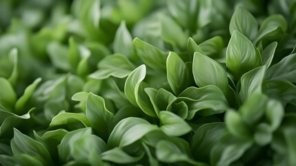 Lush Green Leaves Close-Up, Garden Background, Nature Texture, Website Design.
