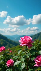 Pink rose bush with green foliage against a blue sky, landscape, nature, roses
