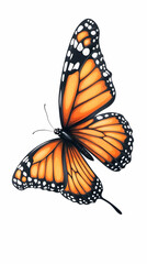 Fototapeta premium Monarch Butterfly in Flight, White Background, Nature Design, Graphic Resource.