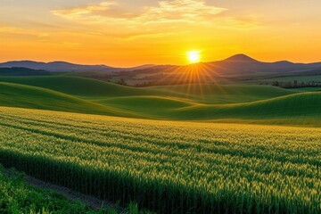 Obraz premium A serene sunset over rolling green hills and fields of wheat.
