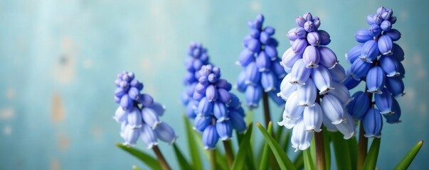 Obraz premium Dainty Hyacinths with bell-shaped blooms in shades of blue and white, white, garden, wildflowers