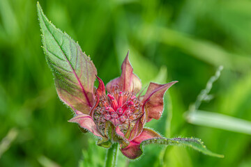 close up of a pink flower