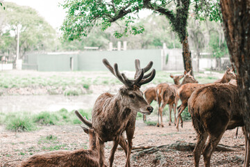 Deer in Natural Environment with Herd in the Background