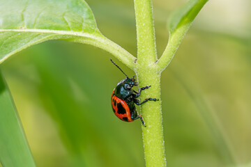 milkweed beetle