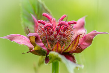 close up of bee balm