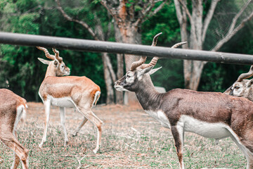 Blackbuck Antelopes Standing Inside a Zoo Enclosure