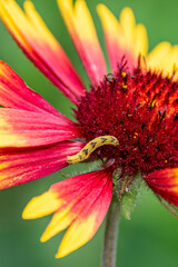 inchworm on a flower