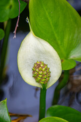 white water lily