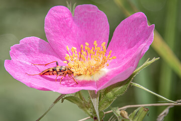 insect on a pink flower