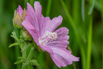 pink flower in the garden