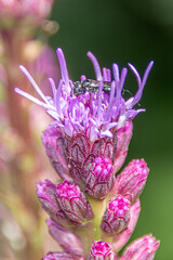 insect on a flower