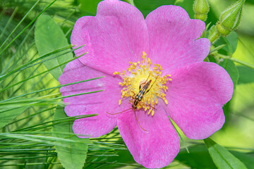 bug on a flower