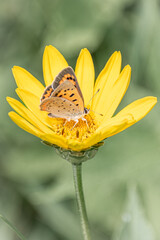 butterfly on a flower