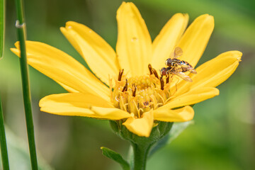 flies on a flower
