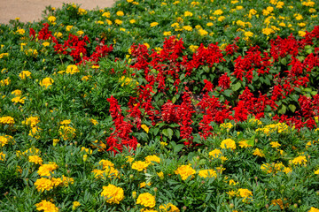 Obraz premium Flores Tagetes e Sálvia vermelha. Jardim florido. Campo.