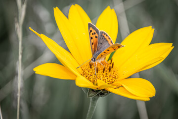 butterfly on flower