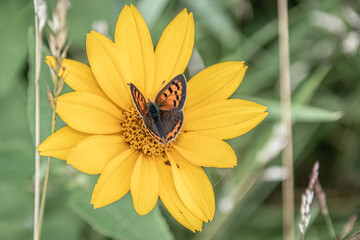 butterfly on a flower