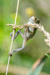 tree frog hanging out