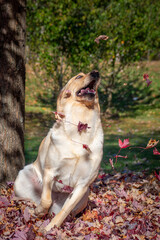 Dog playing in leaves