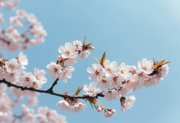 Obraz premium cherry tree blossom