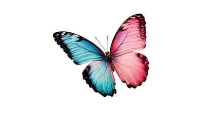 Colorful butterfly with transparent background white macro nature artistic view