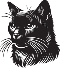 Black and white cat