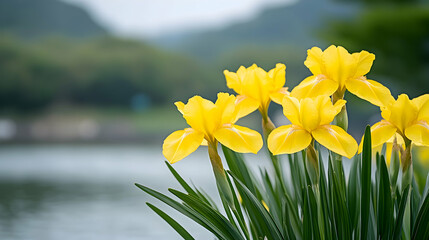 Obraz premium Yellow Irises blooming near lake, misty mountain background, nature spring scene, website banner.