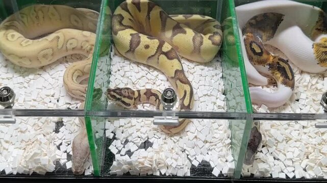 Python's babies in a  plastic enclosure at reptile show