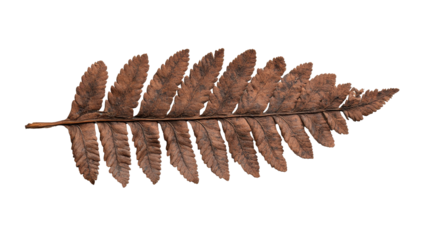 Dried fern leaf with intricate details. transparent background