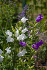 Campanula persicifolia 'Grandiflora Alba' – Pfirsichblättrige Glockenblume in weiß und lila Blüte