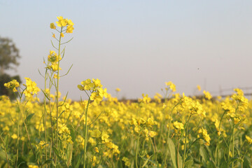 mustard farm on field for harvest are cash crops