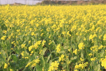 mustard farm on field for harvest are cash crops