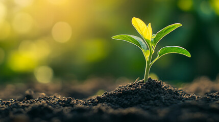New plant sprouting in rich soil during golden hour sunlight, showcasing the beauty of growth in nature.