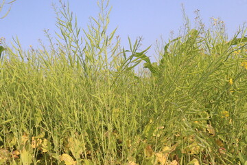 mustard farm on field for harvest are cash crops