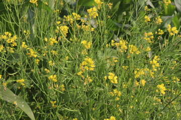 Obraz premium mustard farm on field for harvest are cash crops