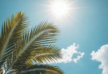 palm tree and sun