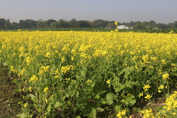 Obraz premium mustard farm on field for harvest are cash crops