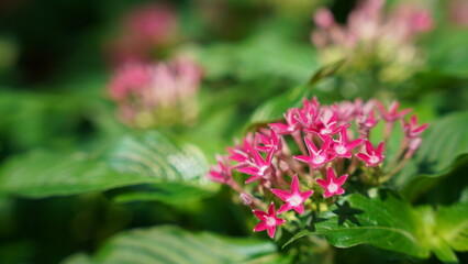 Obraz premium The Starry Sky in Your Garden: Egyptian Star Flower