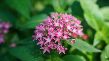 The Starry Wonder: Egyptian Star Flower