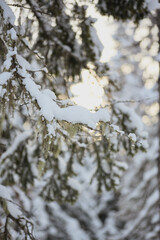 Snowy Tree Branch with Hanging Moss