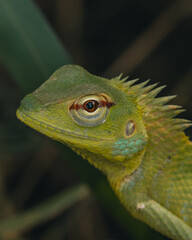 home garden lizard on a tree
