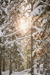 Golden Sunbeams in Snowy Forest