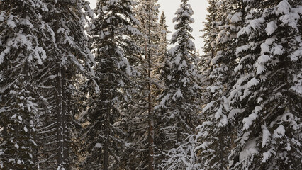 Snow-covered pine trees in a winter forest during daylight