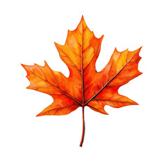 Fototapeta premium Elegant Watercolor Painting of a Maple Leaf